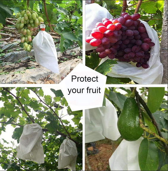 grape protection bags