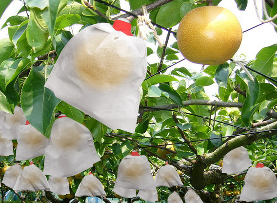 fruit protection bags